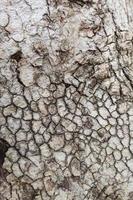gamla trä träd textur bakgrund foto