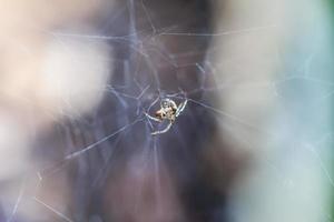 spindel på webben natur bakgrund foto