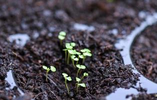 grön ung växt växande trädgårdsskötsel plantage jordbrukskoncept - plantera grönsaksblad på jord i trädgården plantskola foto