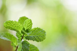 pepparmynta blad i trädgården natur grön bakgrund - färska mynta blad örter eller grönsaker mat foto