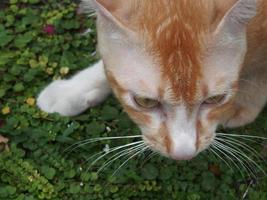katten har vita ränder och orange ränder. foto