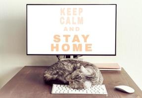 håll dig lugn och stanna hemma koncept. fluffig katt sover på skrivbordet bredvid datorn. foto