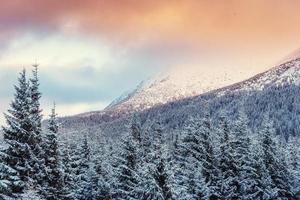 vinterlandskap glödande av solljus. dramatisk vinterscen. foto