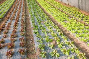 ekologisk odling av grönsaker i växthus foto