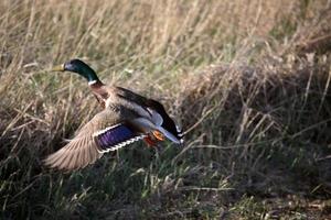 gräsand drake flyger från gropen i saskatchewan foto