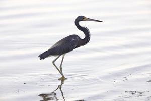 stor blåhäger som vadar i florida vatten foto