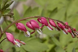 rosa klocka blomma foto