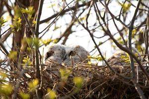 ugglor i boet i saskatchewan foto