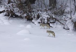 yellowstone park wyoming vinter snö coyote foto