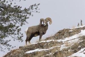 yellowstone park wyoming vinter snö big horn får foto