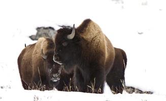 bison buffel wyoming yellowstone foto