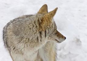 yellowstone park wyoming vinter snö coyote foto