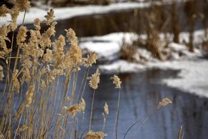 död vegetation tidigt på våren foto