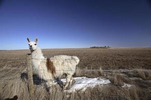 ett lama i en betesmark i Saskatchewan foto