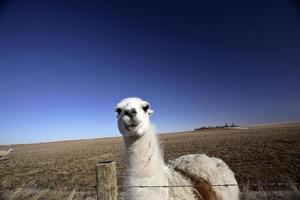 ett lama i en betesmark i Saskatchewan foto