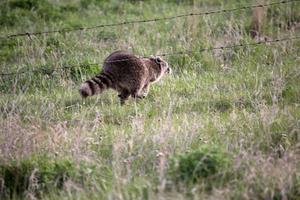 springande tvättbjörn i saskatchewan foto