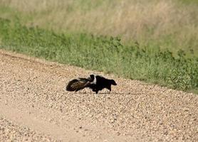 randig skunk som korsar en landsväg i Saskatchewan foto