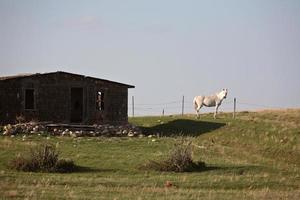 vit häst bredvid gammal gårdsbyggnad i saskatchewan foto