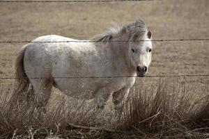 shetlandsponny i betesmark foto