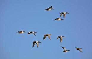 Northern Shovler Drakes i flykt i natursköna Saskatchewan foto