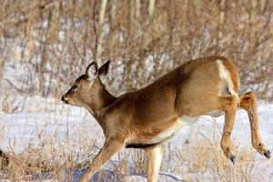 whitetail rådjur på vintern foto