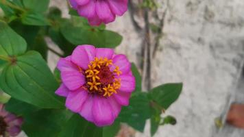 vanlig zinnia eller elegant zinnia, vårblommande blomma foto