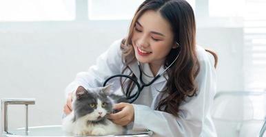 asiatisk kvinnlig veterinär som undersöker en katts medicinska tillstånd foto