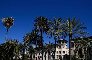 palm och blå himmel på mallorca foto