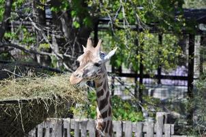 giraff, giraffa camelopardalis rike animalia, phylum chordat foto