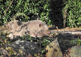 en vildsvinsbild eller sus scrofa foto