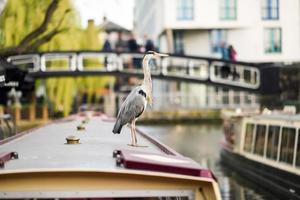 heron eller ardea cinerea i lilla Venedig, Camden Town, London, Storbritannien foto