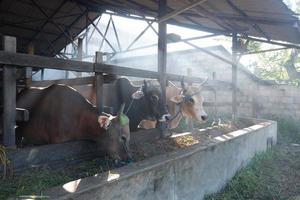 Kor på gården matas med gräs och kommer att offras på den muslimska högtiden eid al-adha för att ta deras kött och komjölk. raylight och rök foto