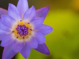 närbild färgglada skönhet lotusblomma blommar foto