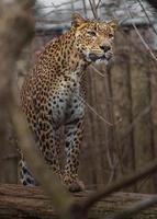 Sri Lanka leopard foto