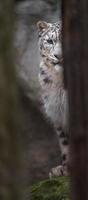 snöleopard i djurparken foto