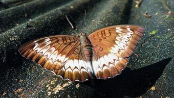 en brun fjäril med ett vackert vitt mönster till valppapper eller bilaga till en artikel om naturen. foto