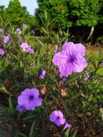 vackra lila blommor i en trädgård foto