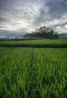 de vidsträckta risfälten på morgonen, växternas blad är gröna foto