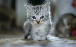 en söt liten katt foto