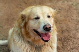närbild porträtt av golden retriever hund foto