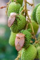 brun marmorerad stinkbug halyomorpha halys på gröna litchifrukter foto