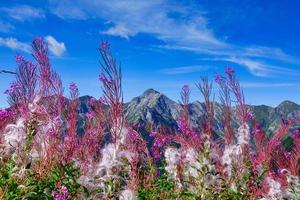 vacker blomning av epilobium angustifolium på bergen i bergamo alperna i Italien foto