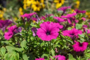 blommor i parken foto