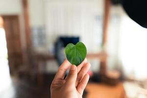 grönt blad hjärta form i handen foto
