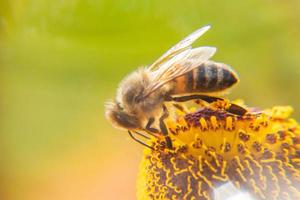 honungsbi täckt med gul pollen drick nektar, pollinerande blomma. inspirerande naturliga blommor våren eller sommaren blommande trädgård bakgrund. liv av insekter, extrem makro närbild selektiv fokus foto