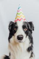 grattis på födelsedagsfest koncept. rolig söt hundvalp border collie bär födelsedag fåniga hatt isolerad på vit bakgrund. husdjurshund på födelsedag. foto