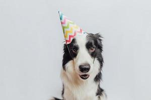 grattis på födelsedagsfest koncept. rolig söt hundvalp border collie bär födelsedag fåniga hatt isolerad på vit bakgrund. husdjurshund på födelsedag.