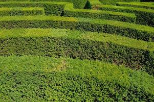 labyrint i botaniska trädgården foto