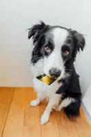 söt valp hund border collie håller guld bank kreditkort i munnen på vit bakgrund. liten hund med valp ögon roligt ansikte väntar online försäljning, shopping investeringsbank finanskoncept foto