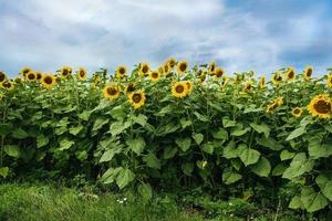 solrosfält i blom på sommaren foto